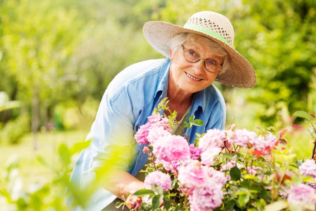 A senior woman in a straw sunhat tends to her garden’s pink hydrangea.